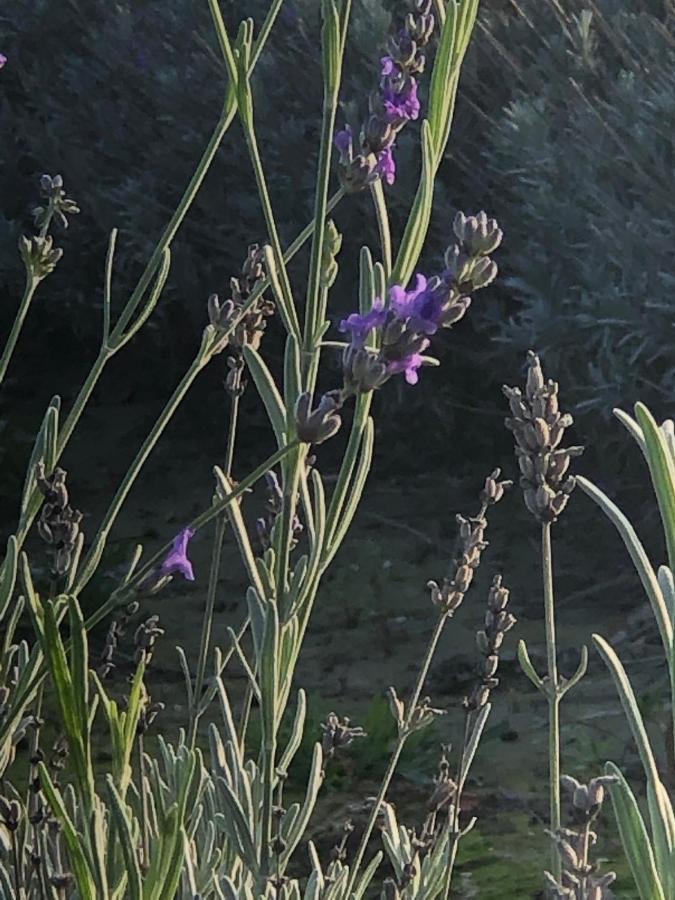 Mare&Terra... Alloggi Nel Delta Polesine Camerini Εξωτερικό φωτογραφία